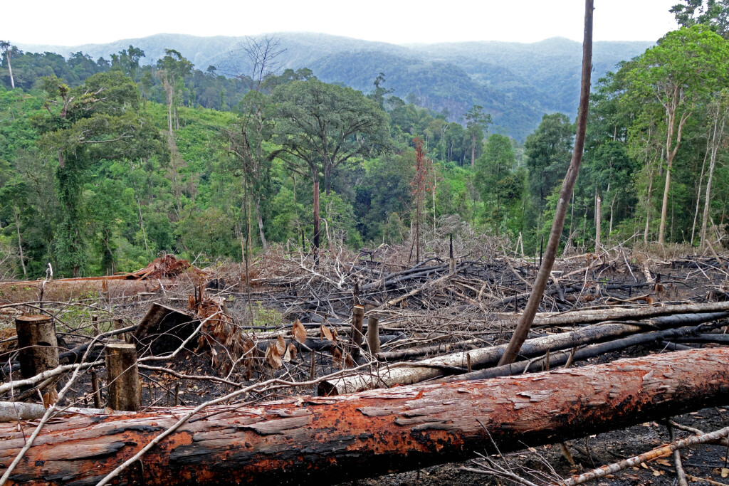 Illegal abgeholzter Wald auf Gunung Kemiri, Indonesien,