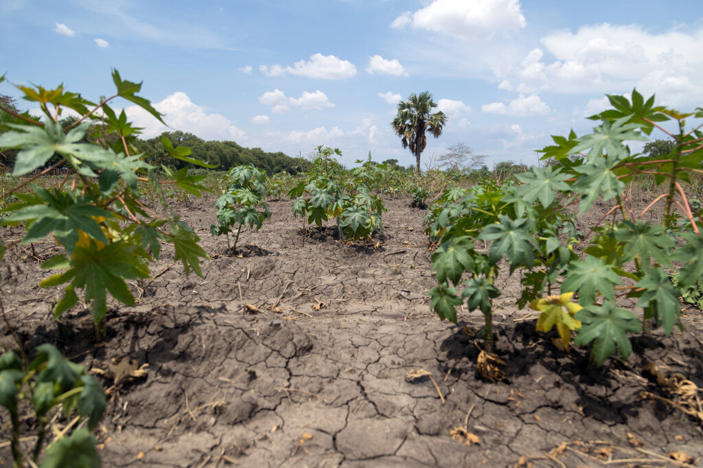 Sebuah ladang yang terkena kekeringan di Sudan Selatan. (Imago / epd)
